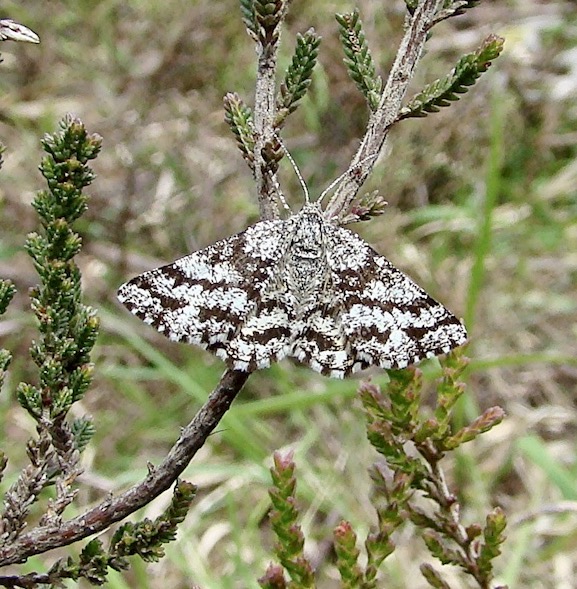 common heath